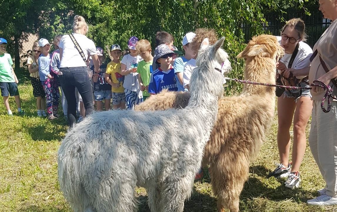 Zdjęcie do Spotkanie 1b z Alpakami 